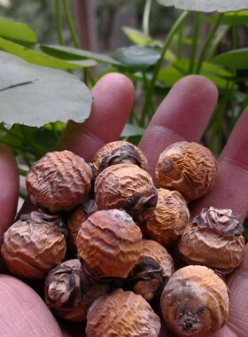 正圆紫金鼠招财鼠风干果20颗