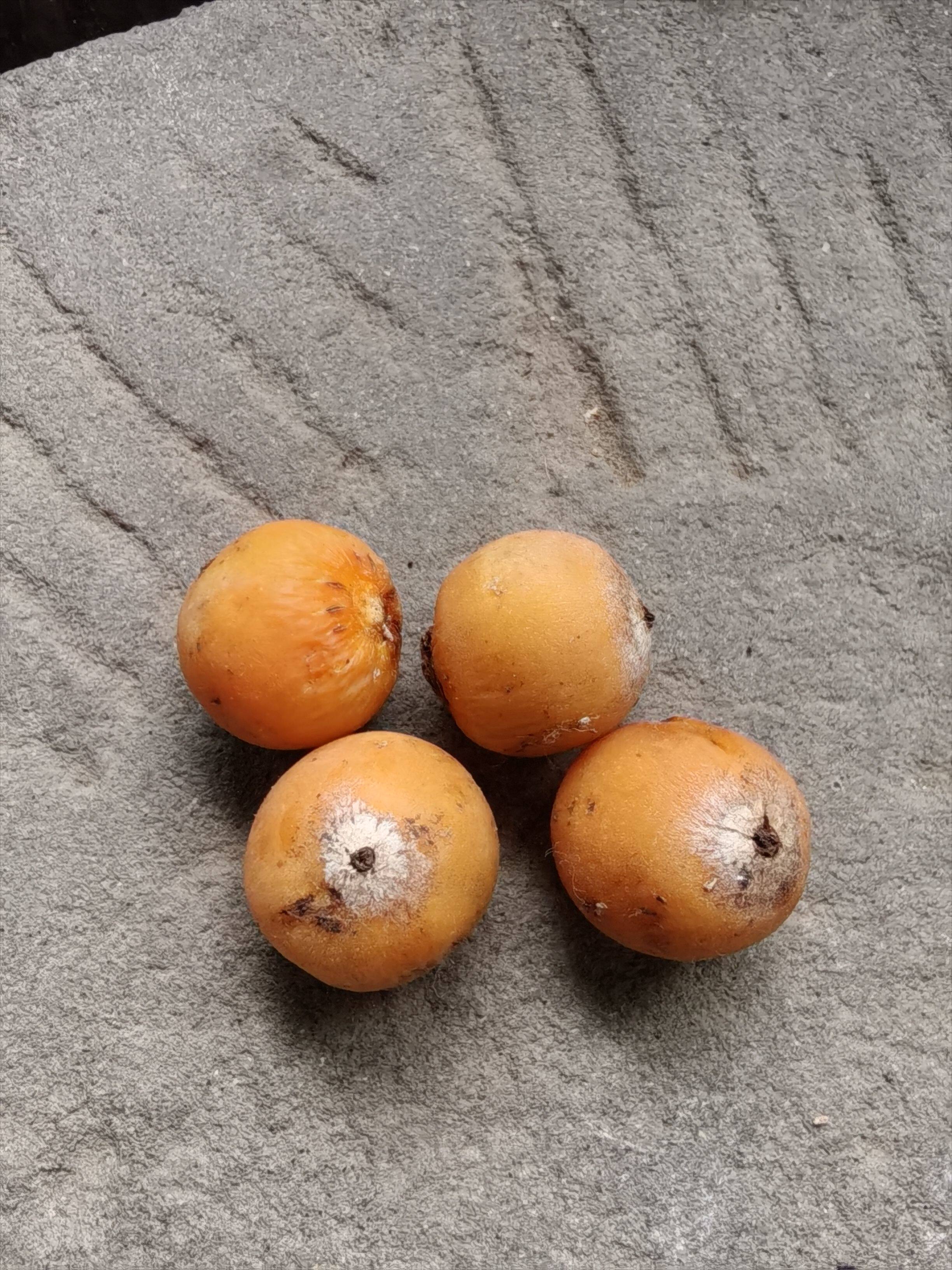 紫金鼠菩提子原料鲜果带皮发货