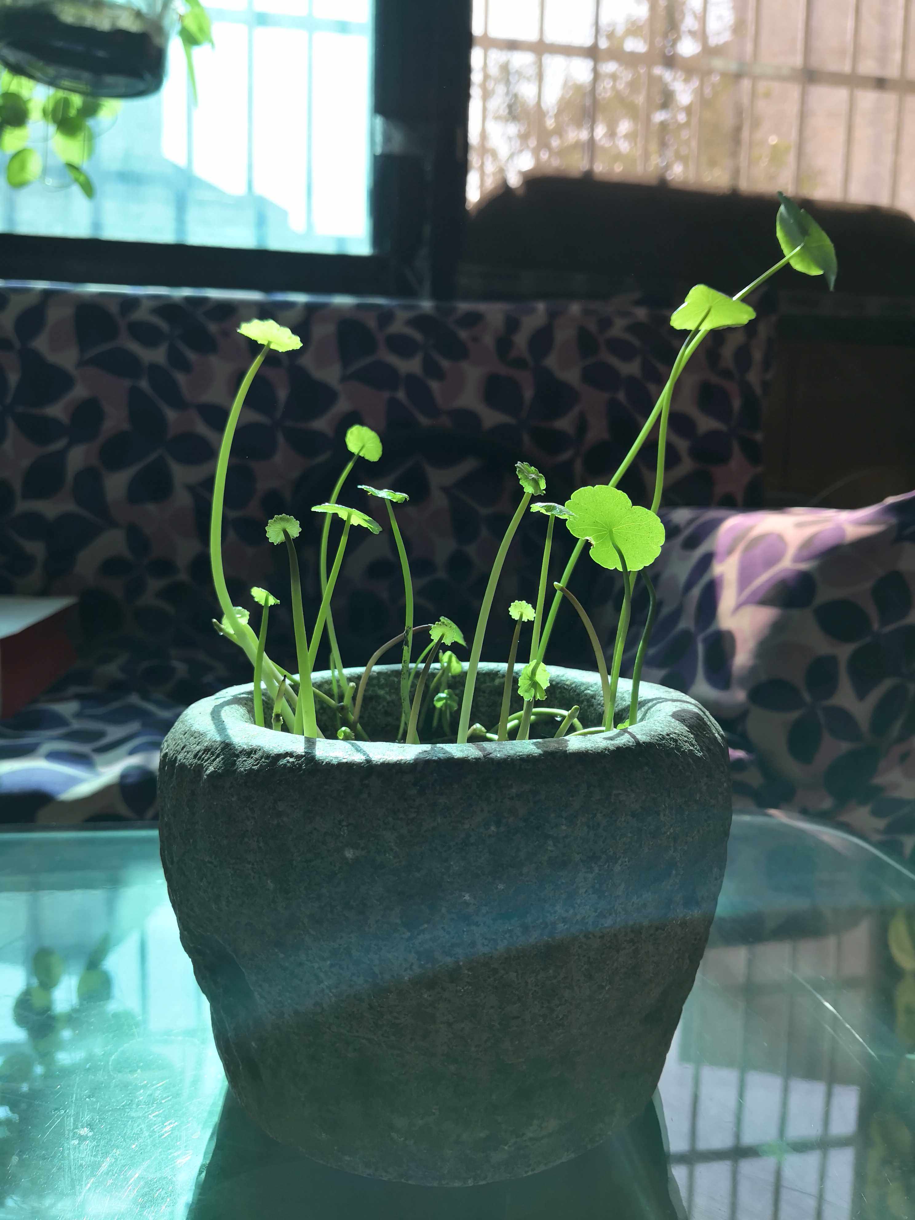 石头花器 石头窝子石舀多肉植物石头花盆迷你老石头花盆青石花器