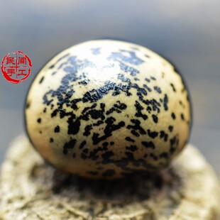 大花木鱼果菩提 木鱼果菩提子 紫金钵盂 黄金袋 龙麟风爪菩提