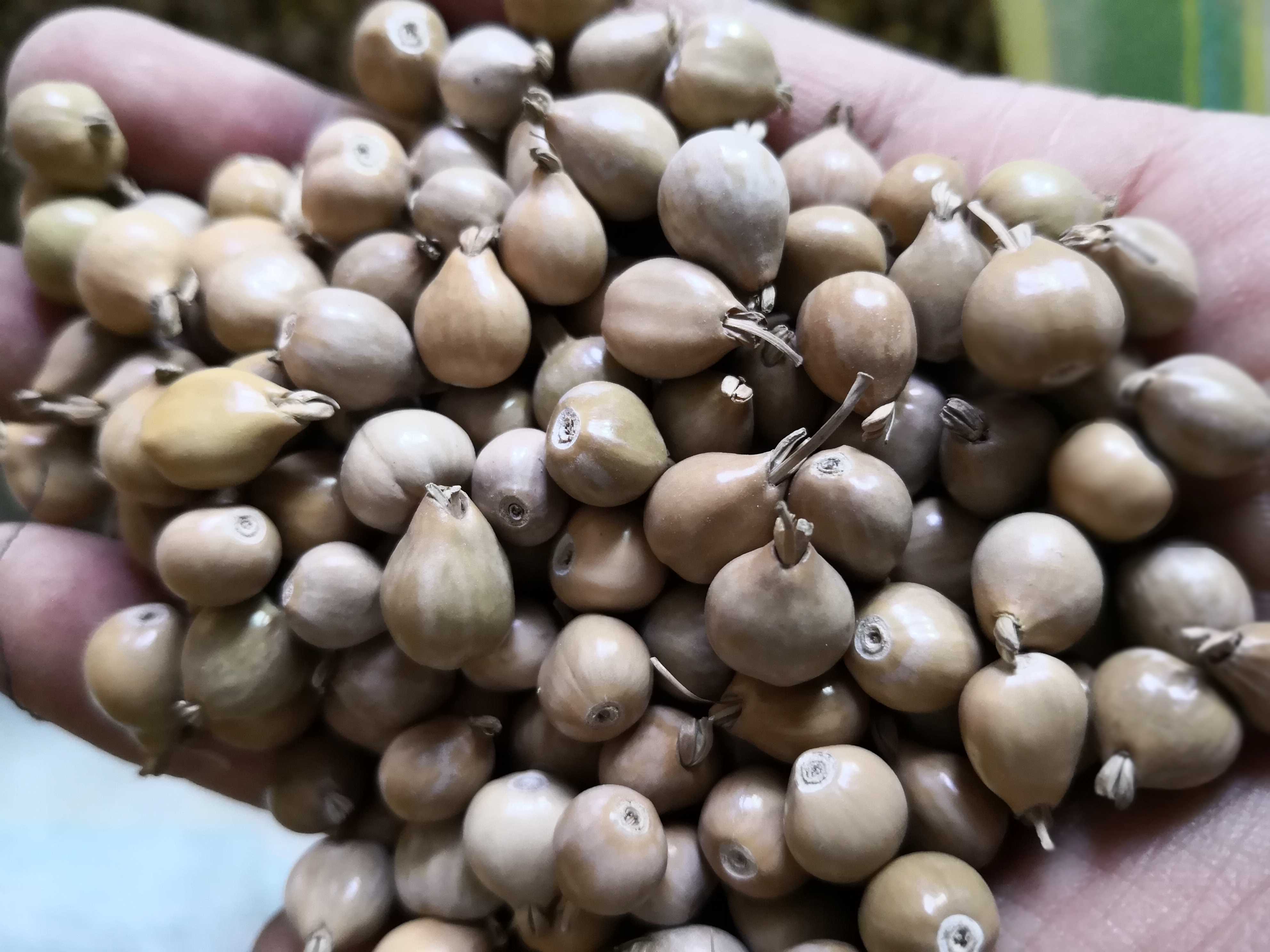 草珠子门帘草菩提门帘枕头原料草珠子佛珠108 手链男女大小手工做