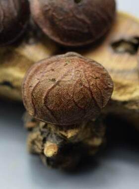 佛蚌菩提子 紫金钵菩提 血菩提 红心菩提 大金丝菩提 橄榄核雕