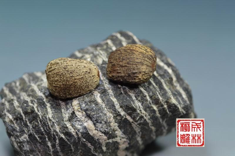 龙舌菩提子 苹果圆车刀 橄榄核雕刻刀手工制作佛珠 紫檀沉香雕刻