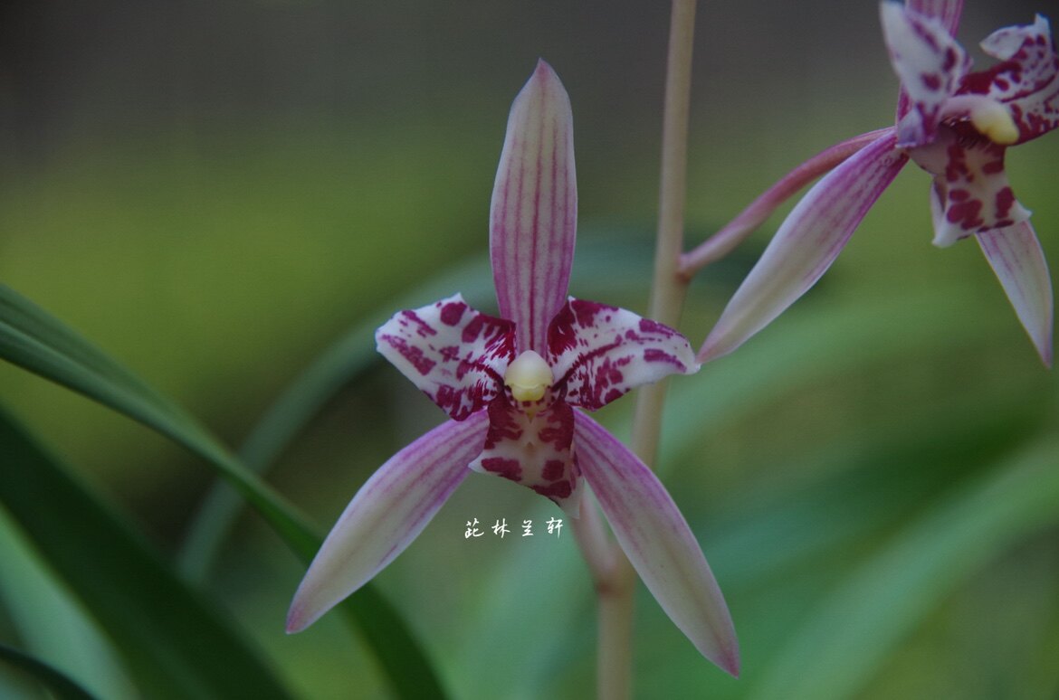 建兰兰花苗(红猫蕊蝶)建兰红花三星蝶花香绿植花卉盆栽茈林兰轩