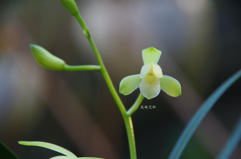 茈林兰轩 建兰(翠衣仙子)浓香型素花国兰兰花苗绿植花卉盆栽
