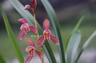 茈林兰轩 兰红花色花夏带花苞国兰绿植花卉盆栽 建兰四季 满堂红