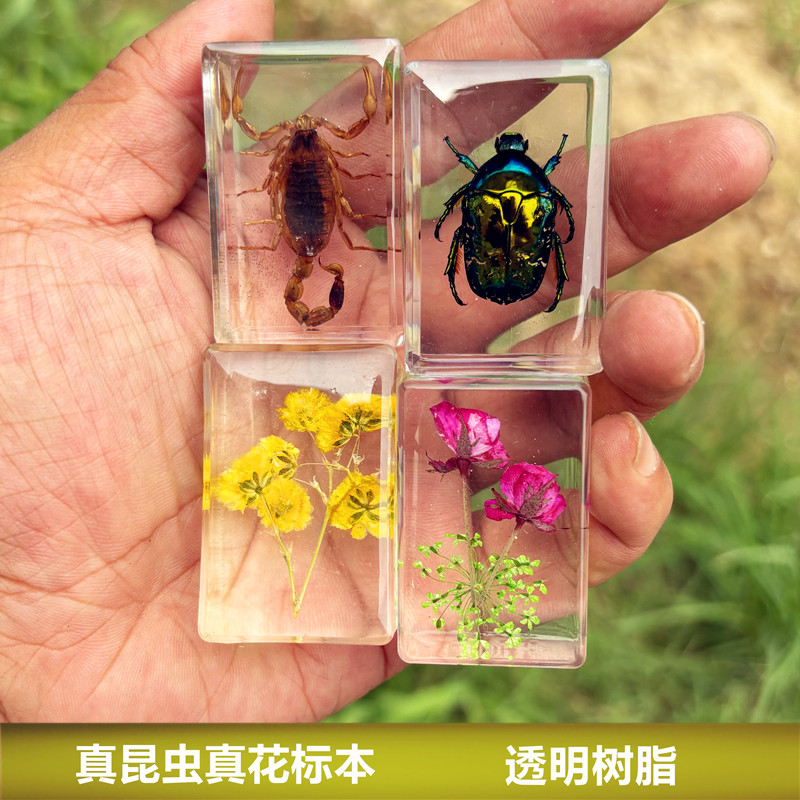 真实昆虫标本真虫树脂摆件教学玩具琥珀蝴蝶蝎子蜈蚣甲虫蜘蛛动物