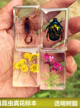 真实昆虫标本真虫树脂摆件教学玩具琥珀蝴蝶蝎子蜈蚣甲虫蜘蛛动物