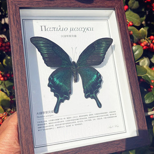 饰画玻璃相框展示木制复古摆件学生观察男女生日礼物 真蝴蝶标本装