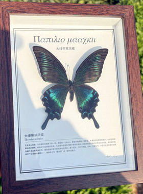 真蝴蝶标本玻璃相框木制复古摆件学生观察男女生日礼物带介绍展示