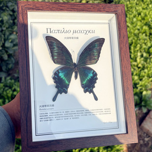 真蝴蝶标本玻璃相框木制复古摆件学生观察男女生日礼物带介绍展示