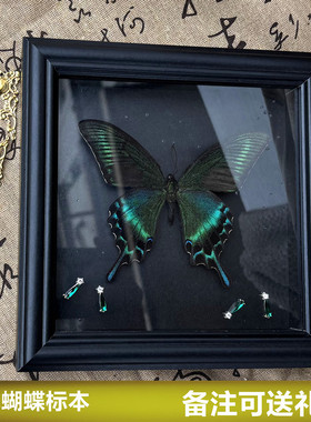 绿带翠凤蝶真蝴蝶标本相框摆件装饰画成品生日礼物送男女朋友情人