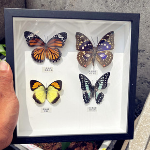 绿带翠凤蝶真蝴蝶标本相框摆件教师节七夕创意生日礼物送老师成品