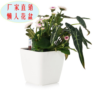 自动吸水懒人花盆绿萝盆栽水培塑料花盆家居酒店桌面圆形多肉花盆