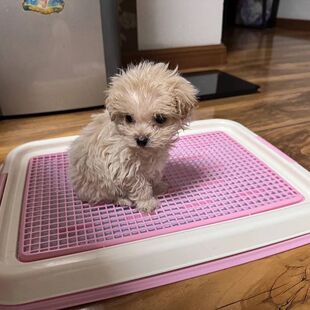 狗狗厕所便便器宠物便盆网格小型犬小狗平板式科学训厕防臭防螨