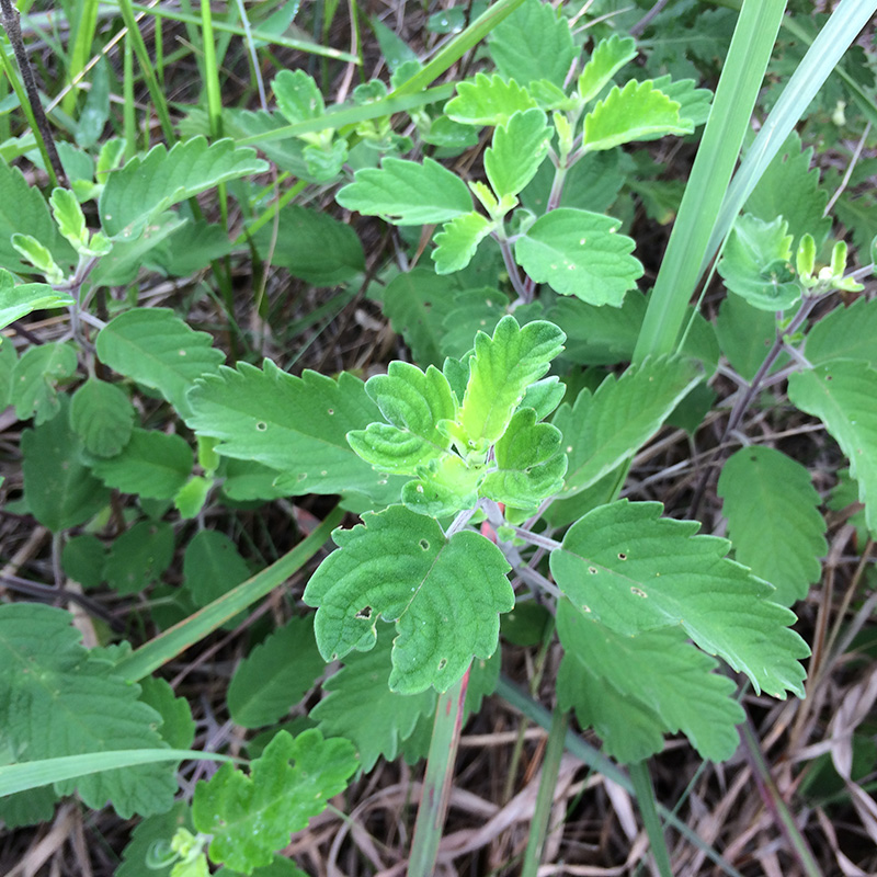 野生兰香草250克新鲜野薄荷中草药材九层楼 山薄荷 石