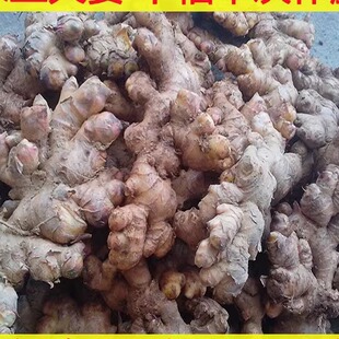 新鲜生姜老姜火土大姜农家原始点江西月子驱寒去湿泡脚姜干小黄姜