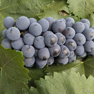 云南夏黑葡萄新鲜采摘黑提子黑加仑蓝莓葡萄奶茶专用无籽孕妇水果