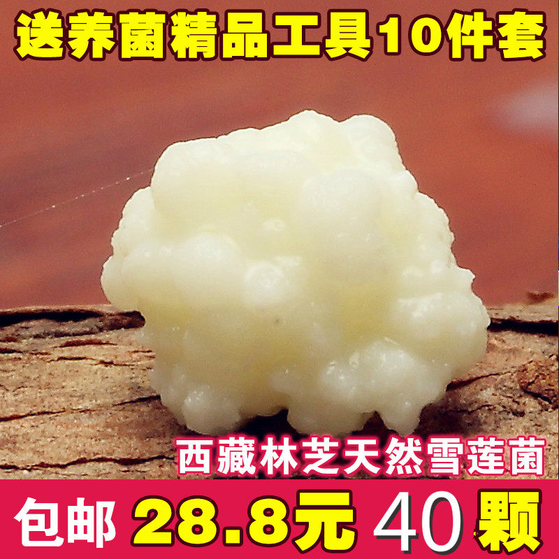 西藏雪莲菌种 藏灵菇菌 天山雪莲菌 自制酸奶菌种 开菲尔菌包邮