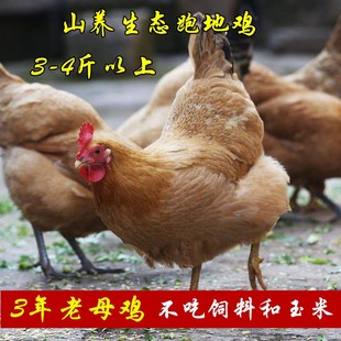 浙江上虞米糠土鸡农家散养老母鸡山养鸡走地鸡跑山鸡飞鸡活鸡整只