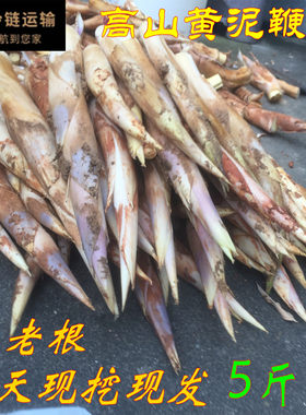 浙江新鲜鞭笋纯天然野生竹笋