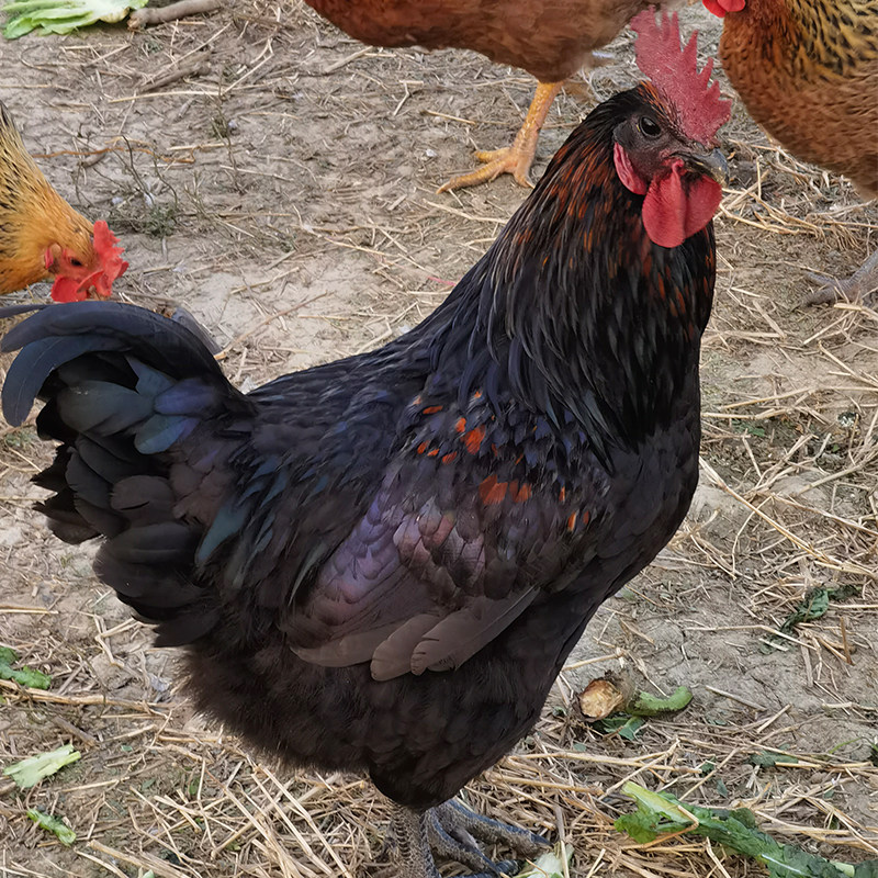 上海本地走地鸡乌骨鸡五黑鸡公鸡