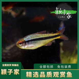 皇室青魔鬼灯鱼活体淡水群游水草缸小型南美热带观赏水族新手入门