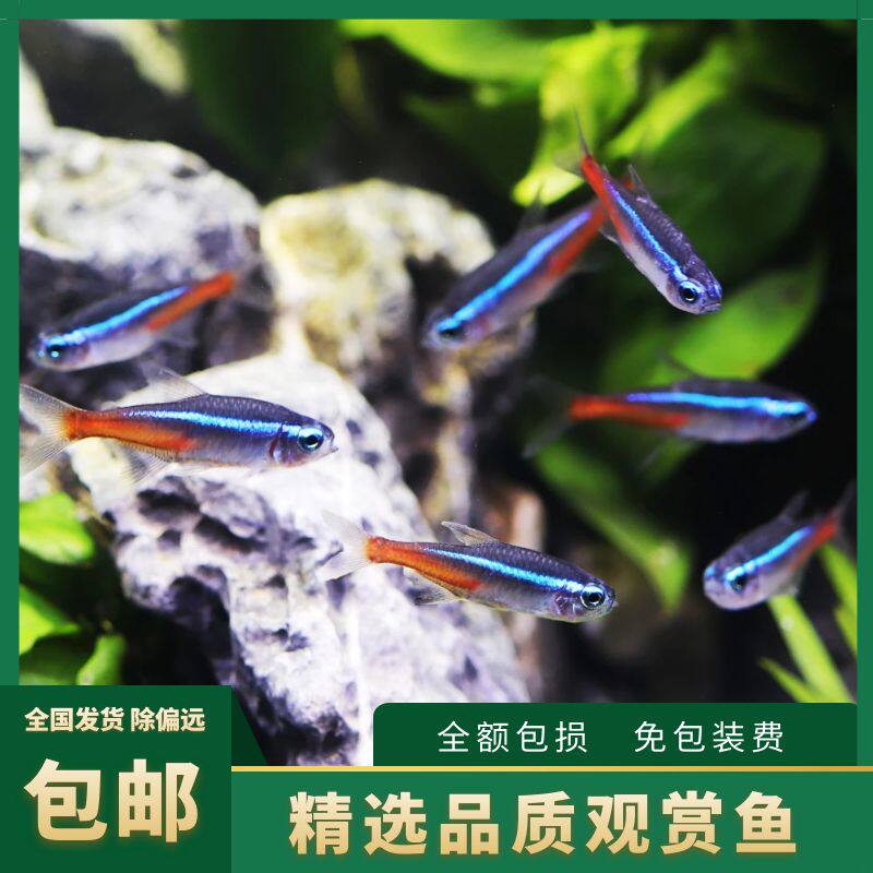 红绿灯鱼经典入门品种全尺寸活体小型淡水热带鱼霓虹灯科红灯笼鱼