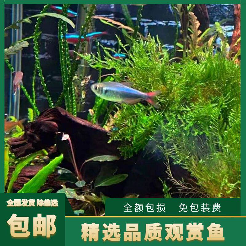 血翅蓝帝灯渔场直销特惠10条仅75