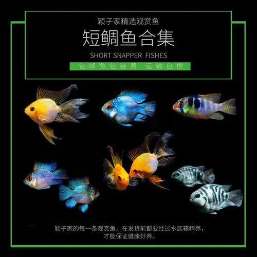 热带观赏鱼活体凤凰球棋盘条起拍