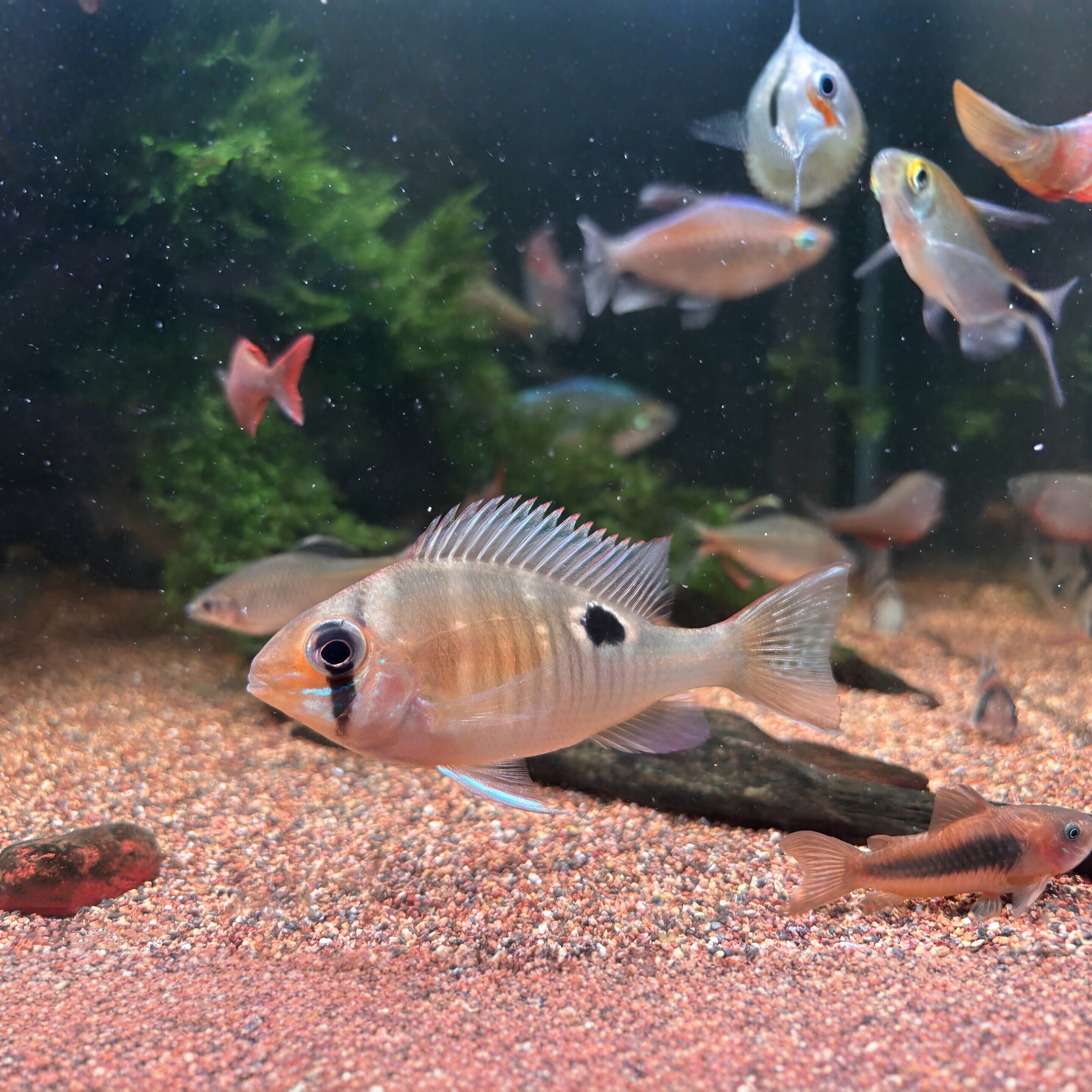 圣塔伦月亮宝石鱼苗小型南美食土鲷慈鲷活体观赏鱼温顺易混养包邮
