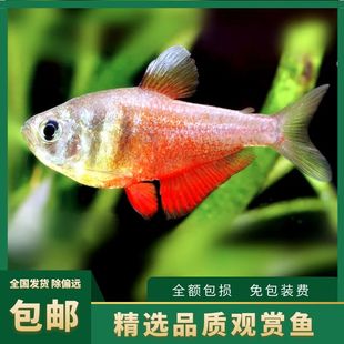 火焰鳍鱼活体扯旗灯科水草缸群游南美热带淡水观赏小型新手入门级