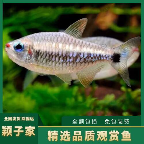 淡水热带鱼可卡灯鱼观赏鱼