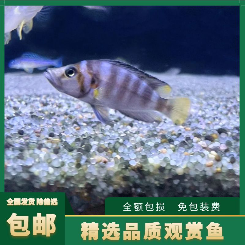 贝壳虎鱼坦鲷活体非洲三湖慈鲷鱼淡水热带观赏卷贝壳繁殖入门品种