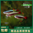 大帆瑰丽金丝灯鱼保真新手活体原生冷水小型玫瑰红尾苗水草缸观赏