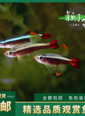 大帆瑰丽金丝灯鱼保真新手活体原生冷水小型玫瑰红尾苗水草缸观赏