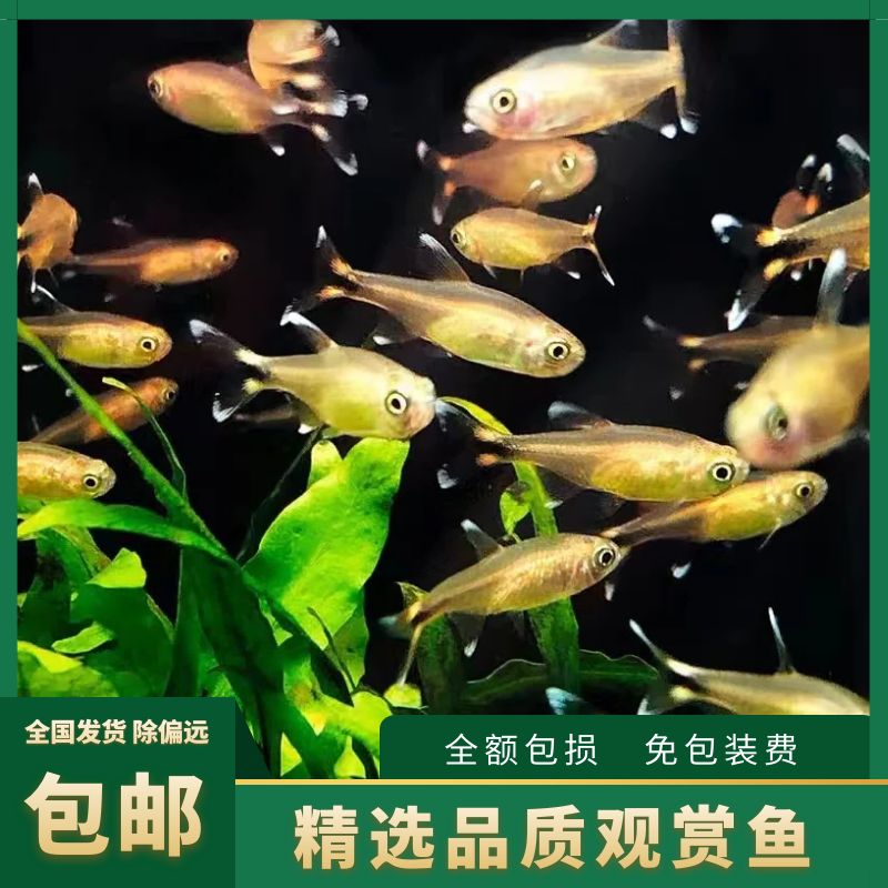 群游灯鱼热带观赏鱼迷你灯淡水