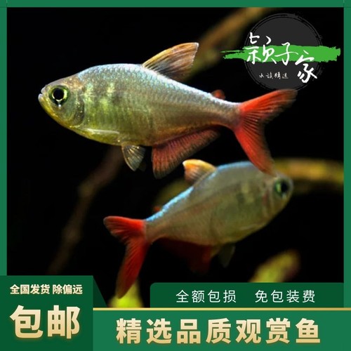 梦幻哥伦比亚红鳍淡水宠物灯鱼
