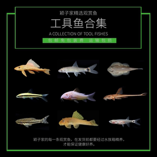 工具鱼集锦小猴飞狐黑线胡子大帆青苔鼠金线金清道夫除藻热带活体