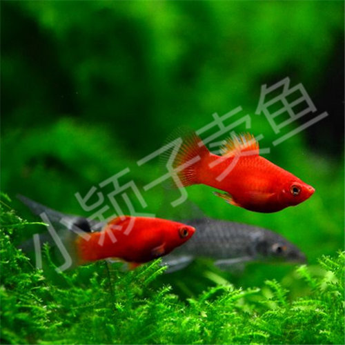 小鱼玛丽热带鱼好养易繁殖耐活