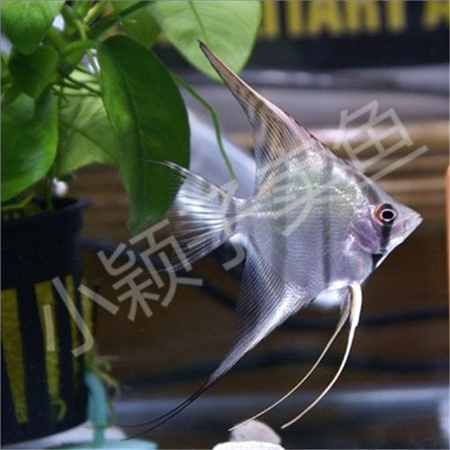 七彩神仙秘鲁燕子水草缸小型龙鱼