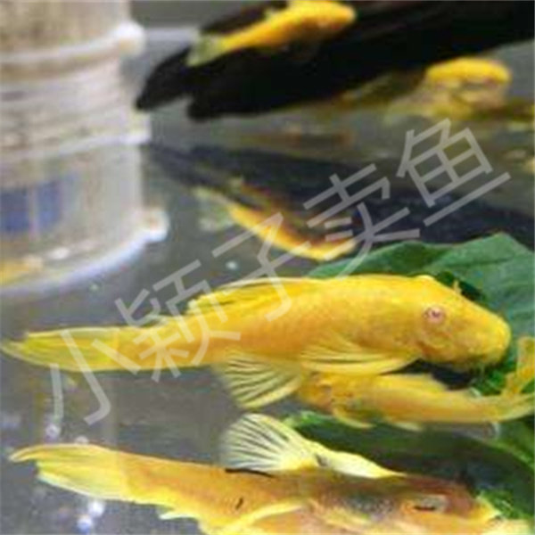 2.5-3cm红眼黄金胡子鱼淡水热带观赏鱼活体除藻工具鱼缸清道夫