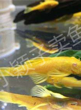 包邮小颖3cm红眼热带观赏鱼水族