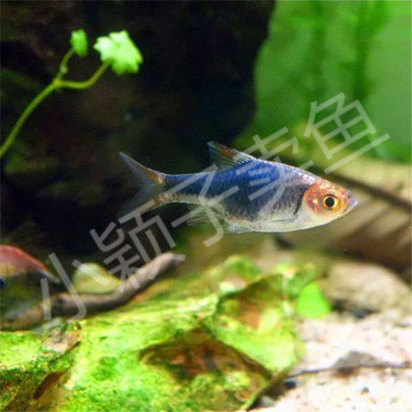 【紫艳三角灯】1.5-2cm特价活体热带鱼观赏鱼