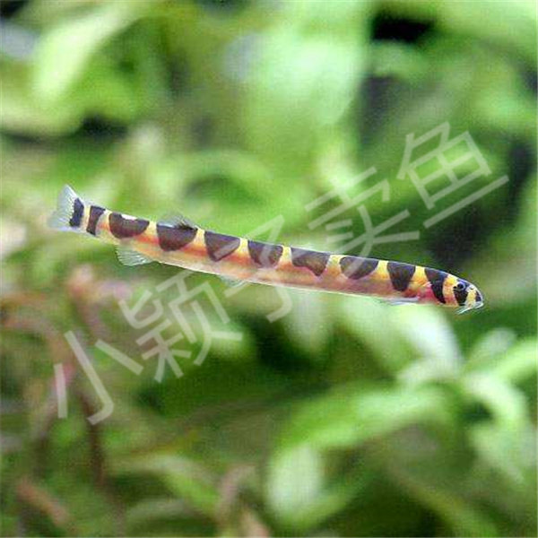 包邮小颖子水族苦力鳅2.5-3cm热带观赏鱼活体