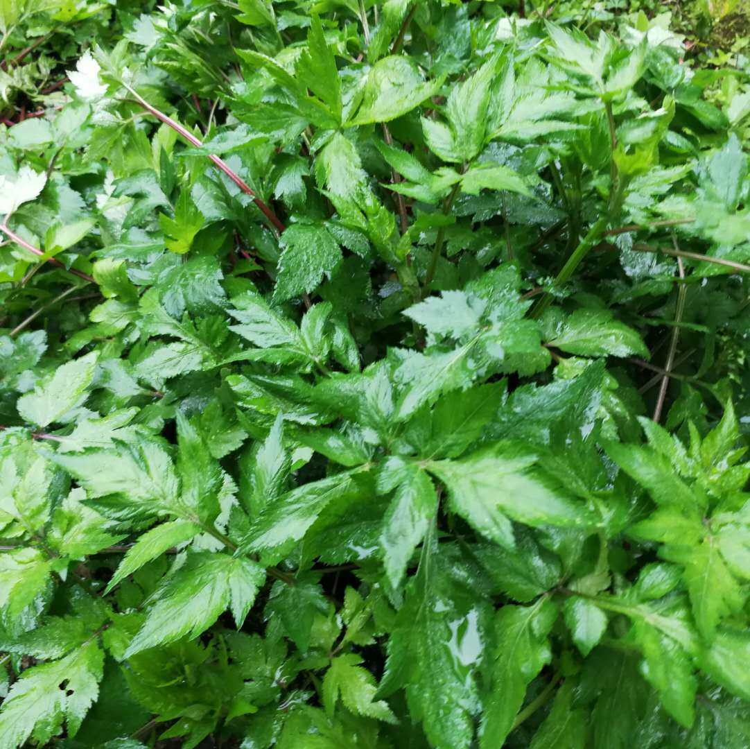 白苞蒿真珠菜鸭脚艾甜艾珍珠菊易活植物珍珠菜中草药肺痨草