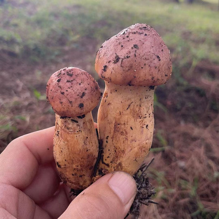 2024东北特产辽宁朝阳蘑菇肉蘑野生松树伞包邮