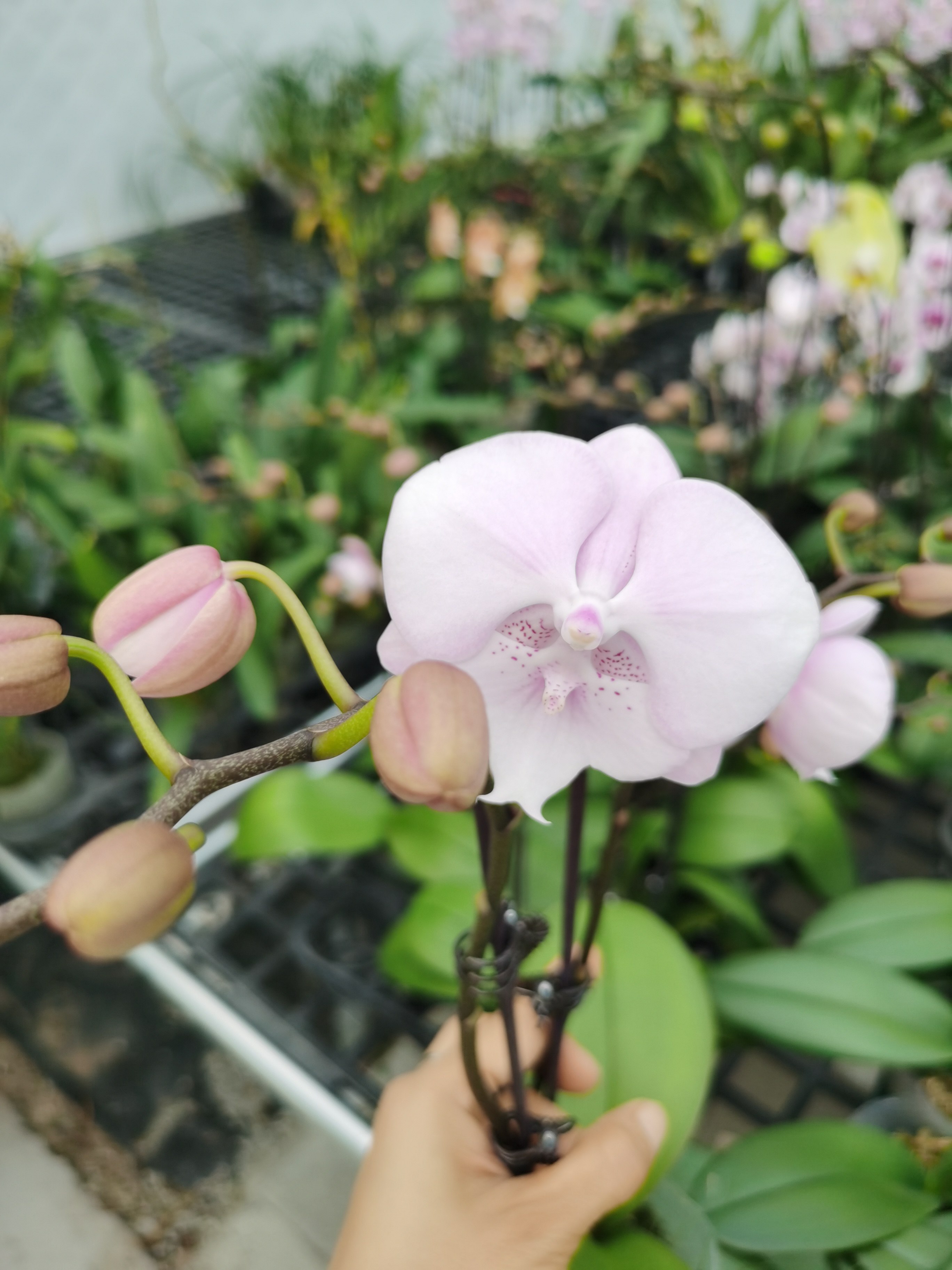 新品：3.5 双剑粉色浪漫 开花或者花苞,鲜花速递/花卉仿真/绿植园艺,国兰/杂交兰/洋兰类,淘宝优惠券,粉丝福利购,淘宝优惠卷