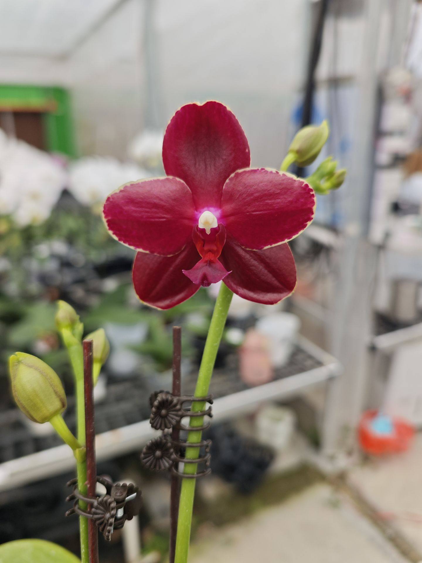 瑞娜丝2.8寸杯开花或者花苞,鲜花速递/花卉仿真/绿植园艺,国兰/杂交兰/洋兰类,淘宝优惠券,粉丝福利购,淘宝优惠卷