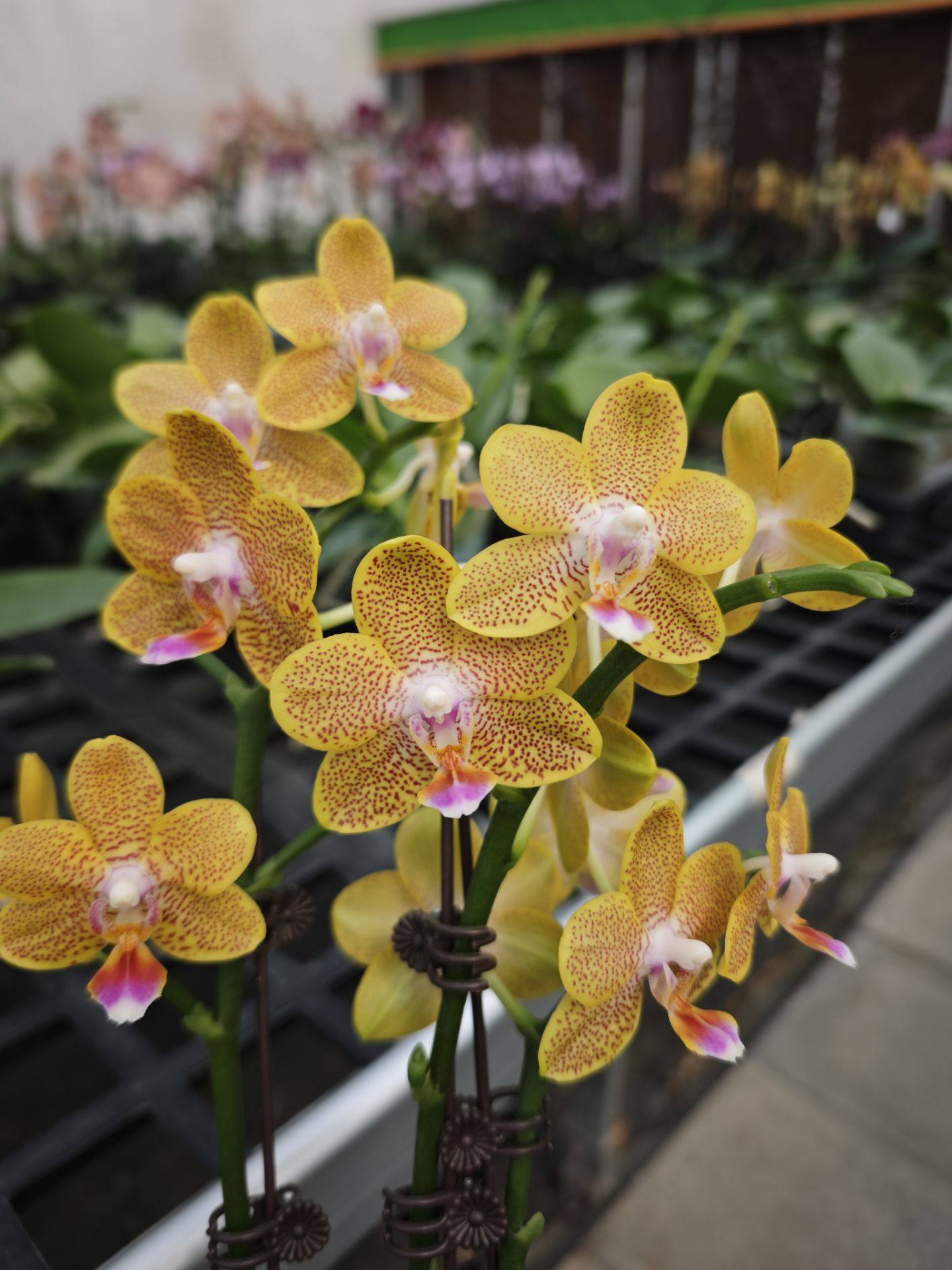 新品：金龙2.8寸杯 抽梗苗,鲜花速递/花卉仿真/绿植园艺,国兰/杂交兰/洋兰类,淘宝优惠券,粉丝福利购,淘宝优惠卷